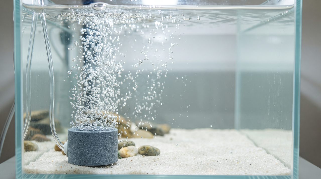 魚がまだいない立ち上げ直後の水槽で、エアストーンから細かい気泡が上がっている様子