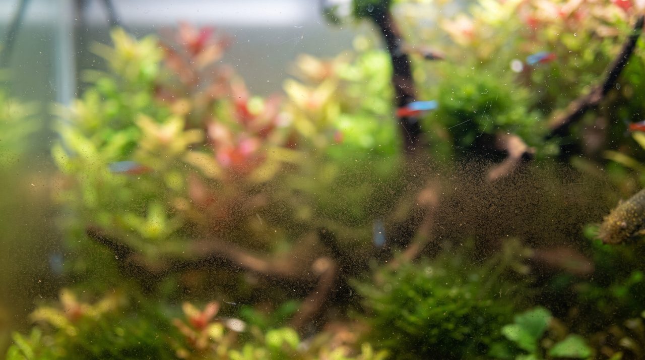 水槽のガラス面にうっすら広がる薄い茶色の膜状のコケ