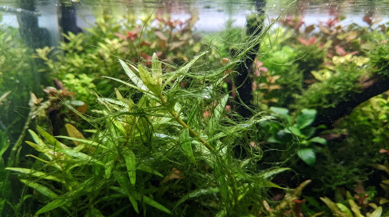 水草の葉や茎に絡みついてもつれた緑色の糸状のコケ