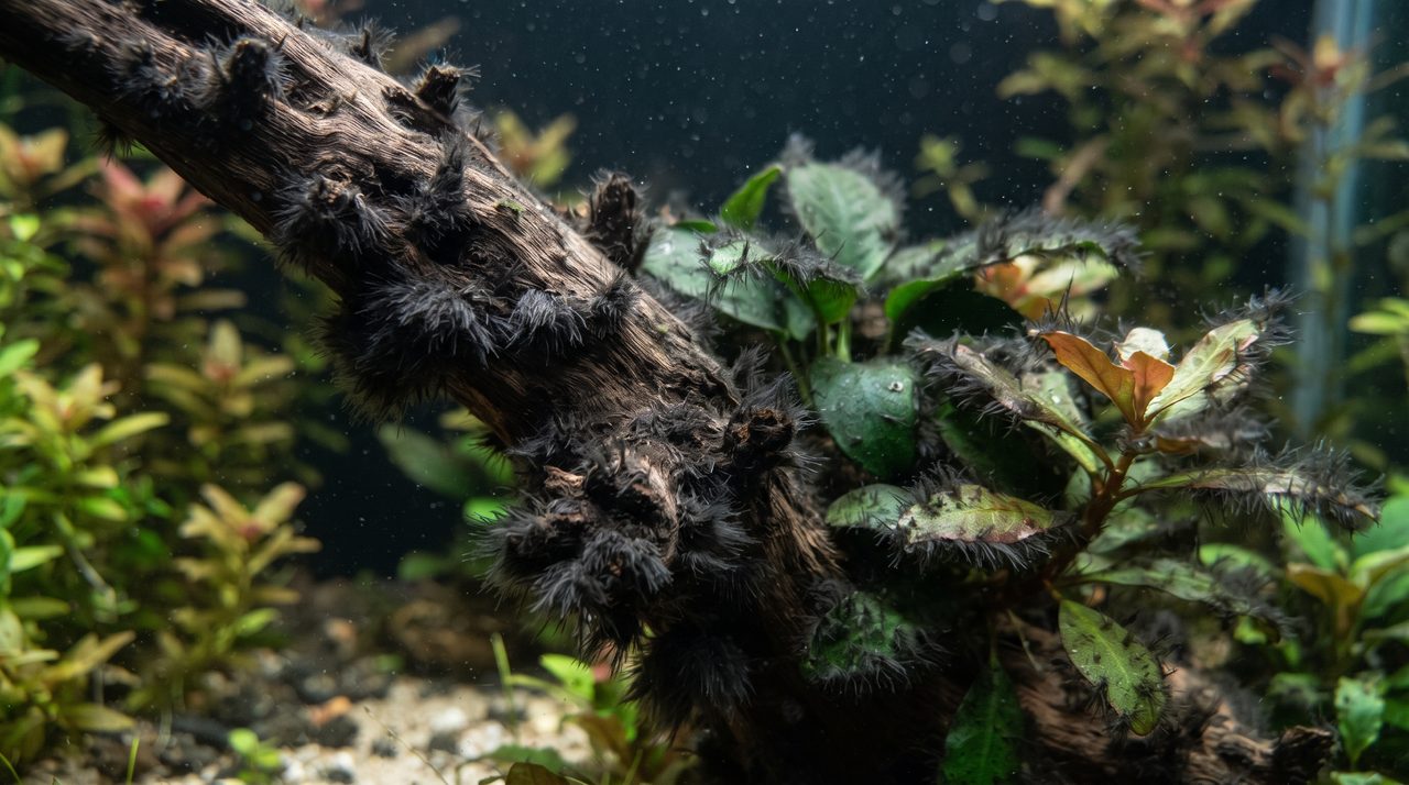 流木の角や水草の葉先にびっしり生えた黒っぽい房状の黒ヒゲゴケ