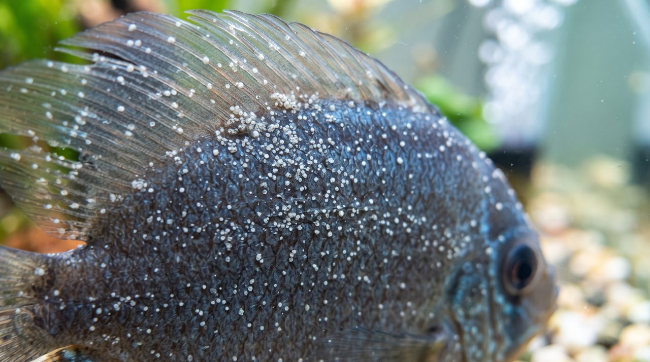 魚の体表とヒレに、塩の粒のような小さな白い点々が多数付着している様子をクローズアップで捉えた写真
