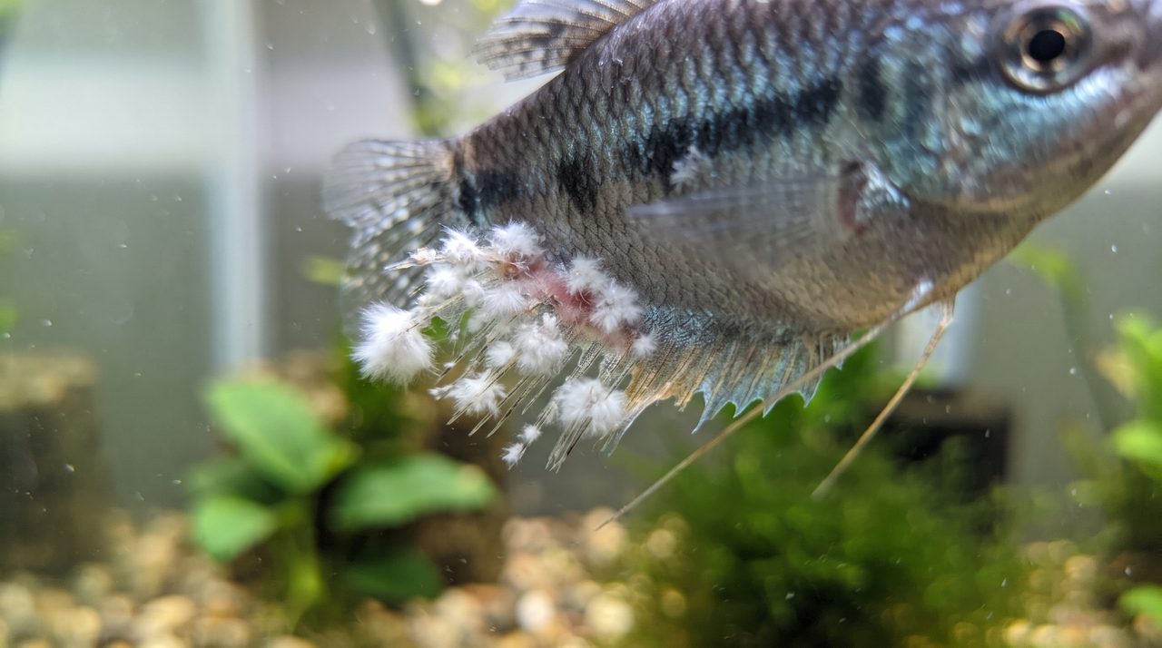 魚のヒレの一部に、白い綿のようなふわふわしたカビが付着している様子をクローズアップで捉えた写真