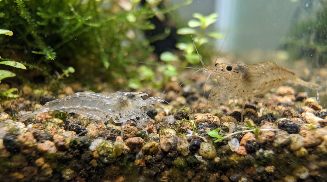 水槽の底に落ちた半透明のエビの抜け殻と、そばにいる生きたエビのマクロ接写