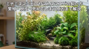 水草が茂ったガラス水槽の中でミナミヌマエビが数匹泳いでいる様子