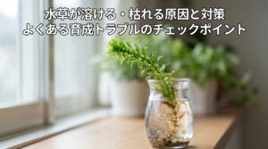小さなガラスの器に活けた水草、下葉が透明っぽく色あせている様子